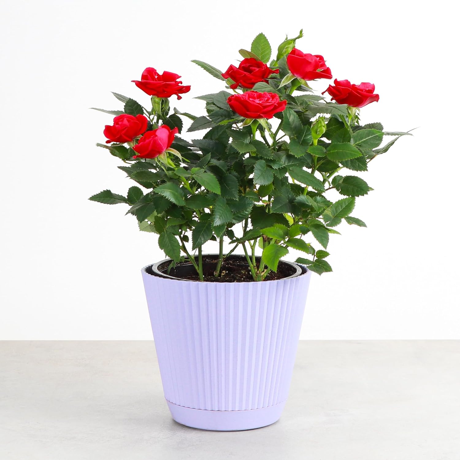 Thorsen's Greenhouse Mini Rose Bush, Spring Blooming Live Plant, Suprise Bloom Color, Gift for Mom, 4" Diameter Plant (Lavender)