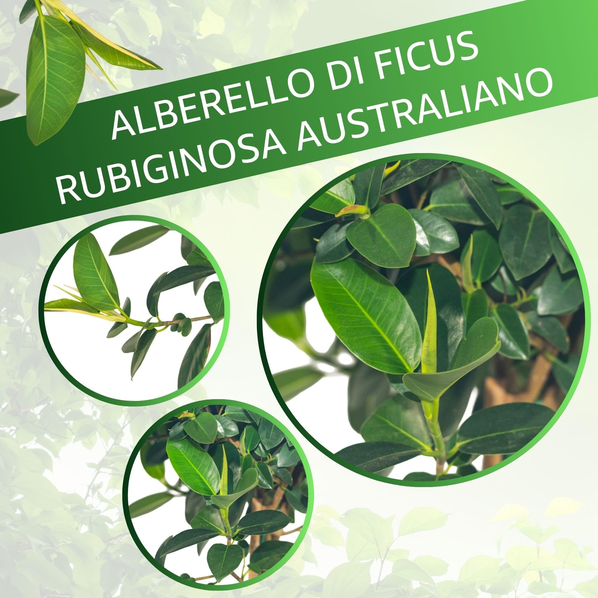 Bonplants Ficus, Alberello Sempreverde, Vaso 21 cm, h 85 cm (Australis)