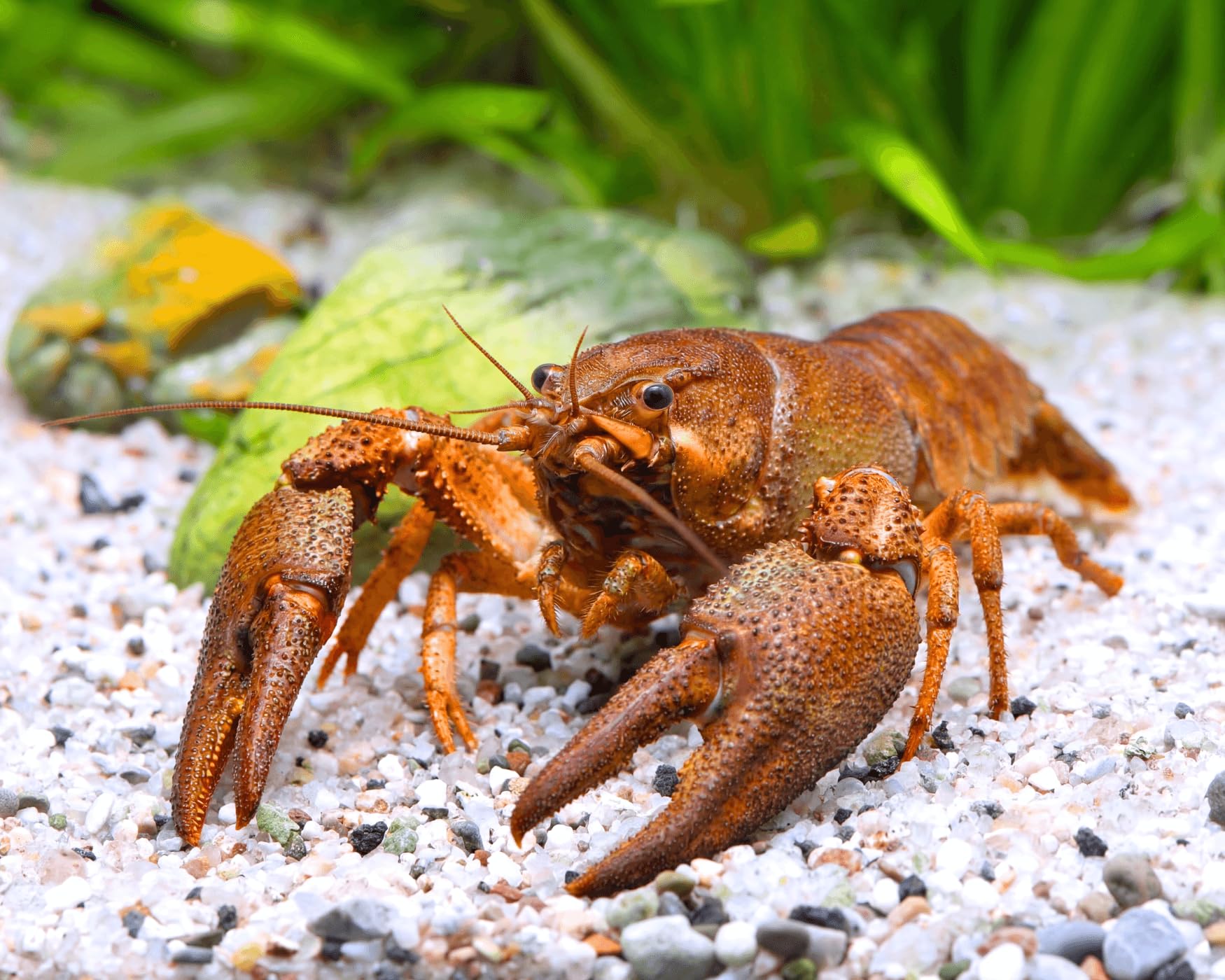 Teich Edelkrebs - Astacus Astacus I Die Gesundheitspolizei im Gartenteich I frisst abgestorbene Pflanzen und Tote Tiere I 1 Pärchen