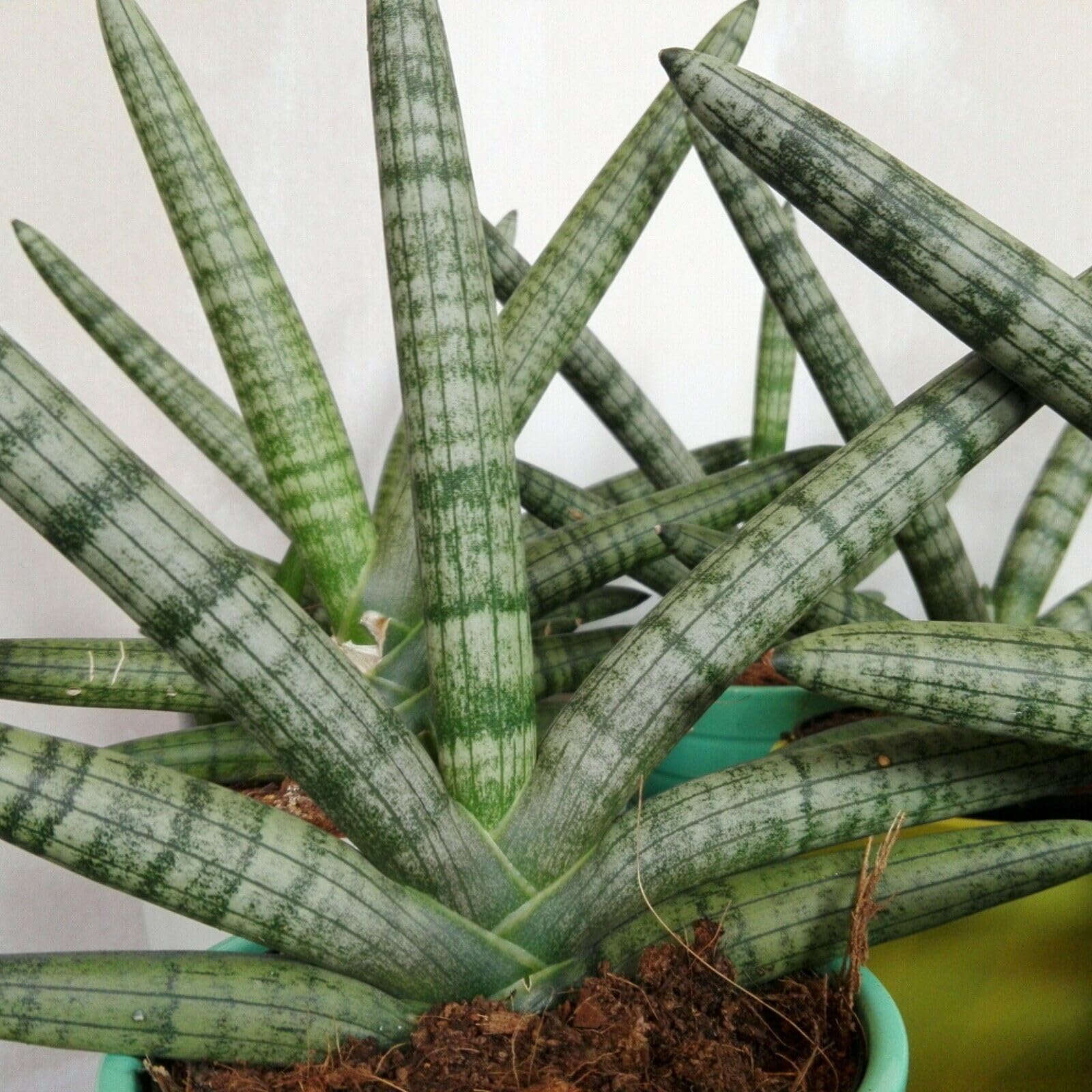 Carbeth Plants - Indoor Plants - Build Your Own Houseplant Collection - 7cm to 9cm Pots - Sansevieria cylindrica Skyline - Snake Plant in 8.5cm Pot