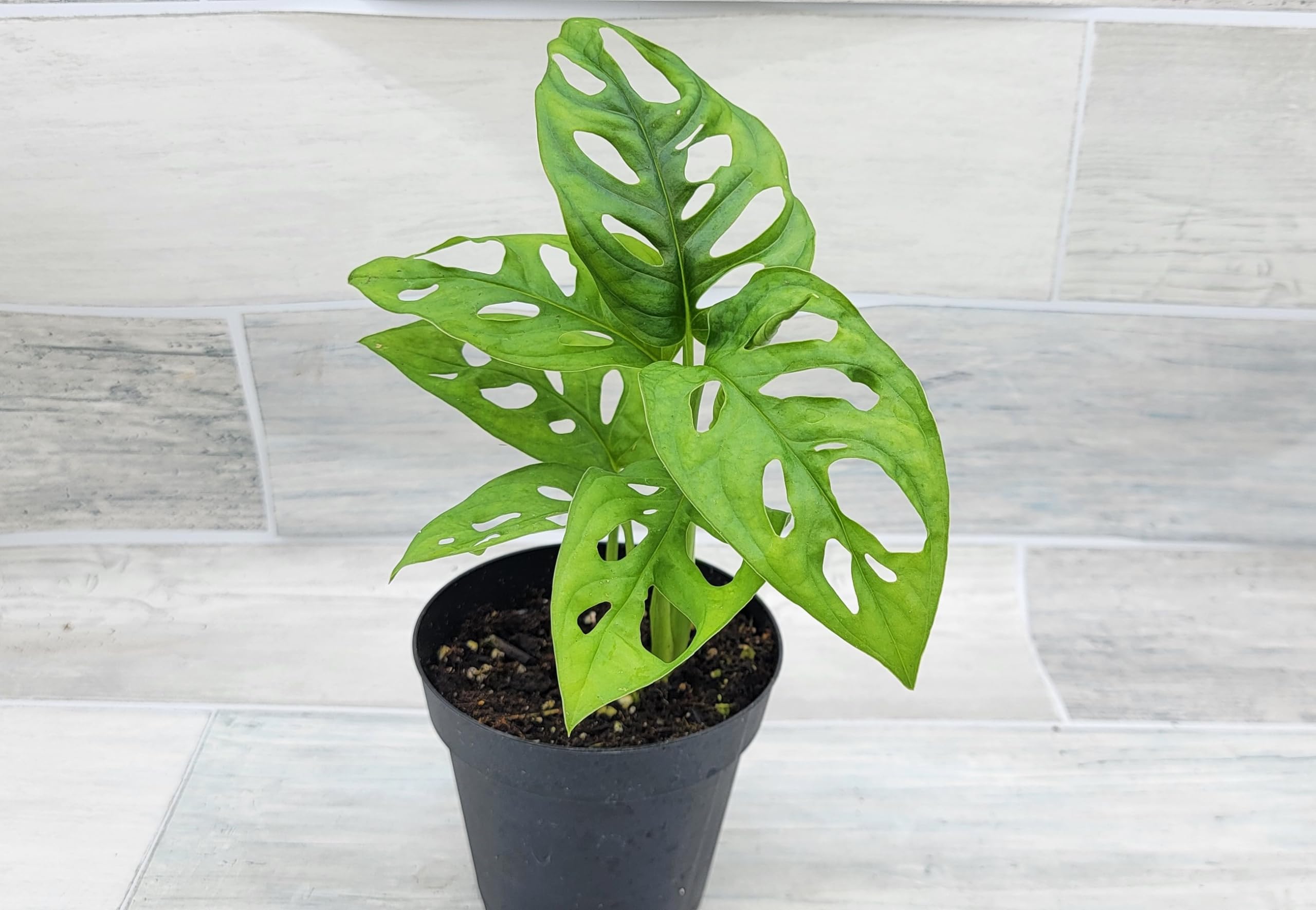 Amazon.com : Monstera Adansonii Philodendron Swiss Cheese Live Plant 4" Pot  by 3exoticgreen - Plants Live Houseplants, Indoor Plants, Monstera Plant  for Home Decor : Patio, Lawn & Garden
