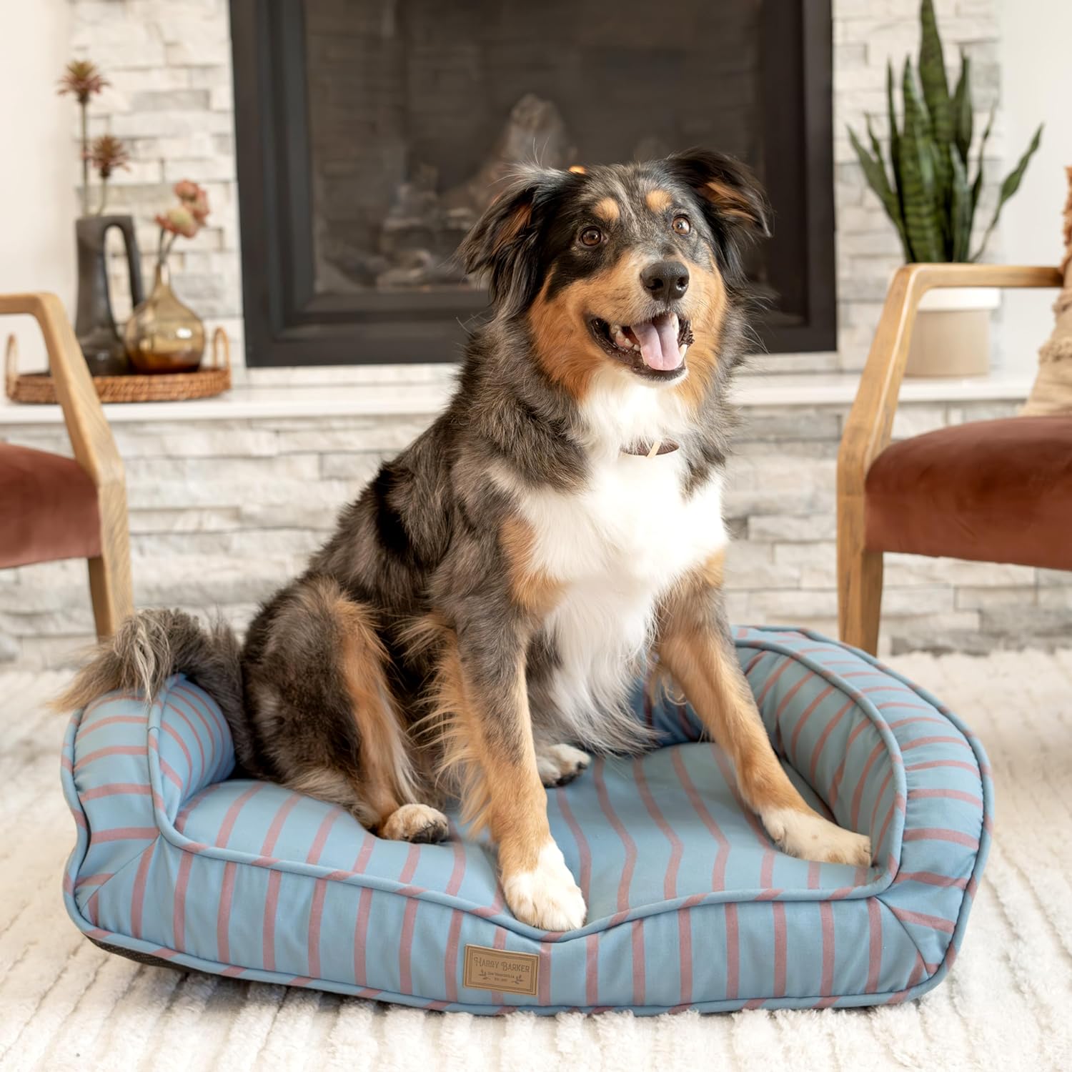 Transform Your Dog