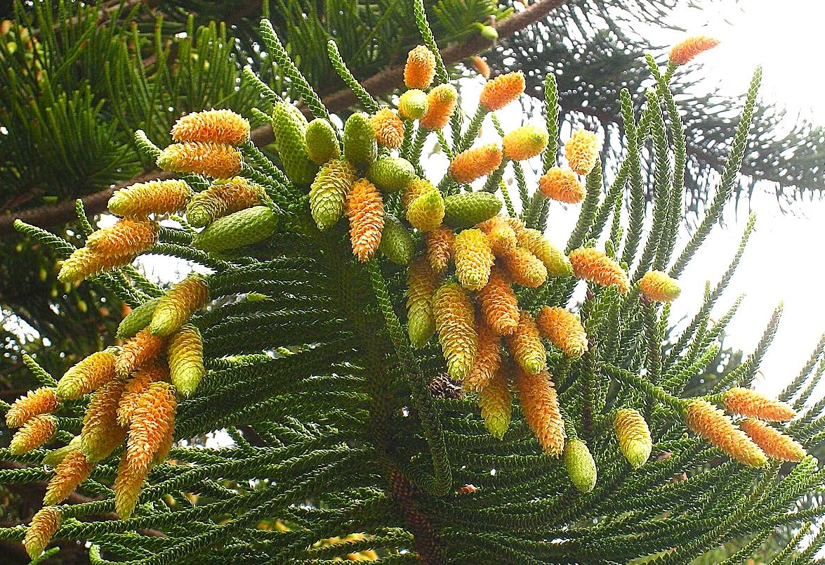 6 Graines d'Araucaria Columnaris, Pin Cook, Arbre Conifère de Nouvelle-Calédonie