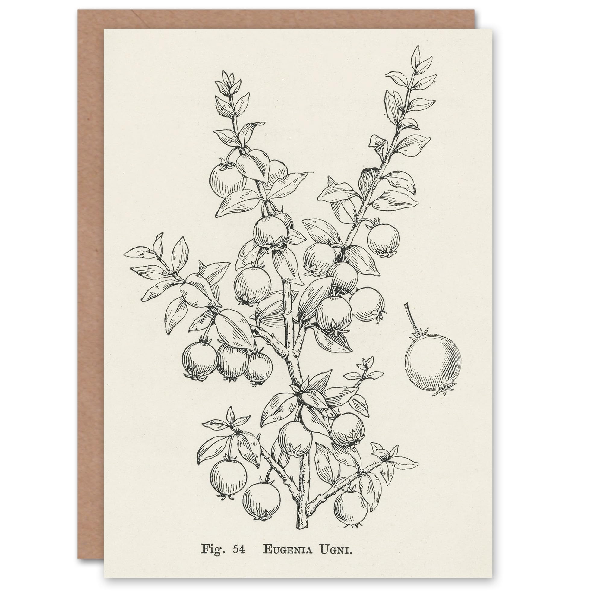 Artery8 John Wright Art Card Fruit Growers Guide Chilean Guava