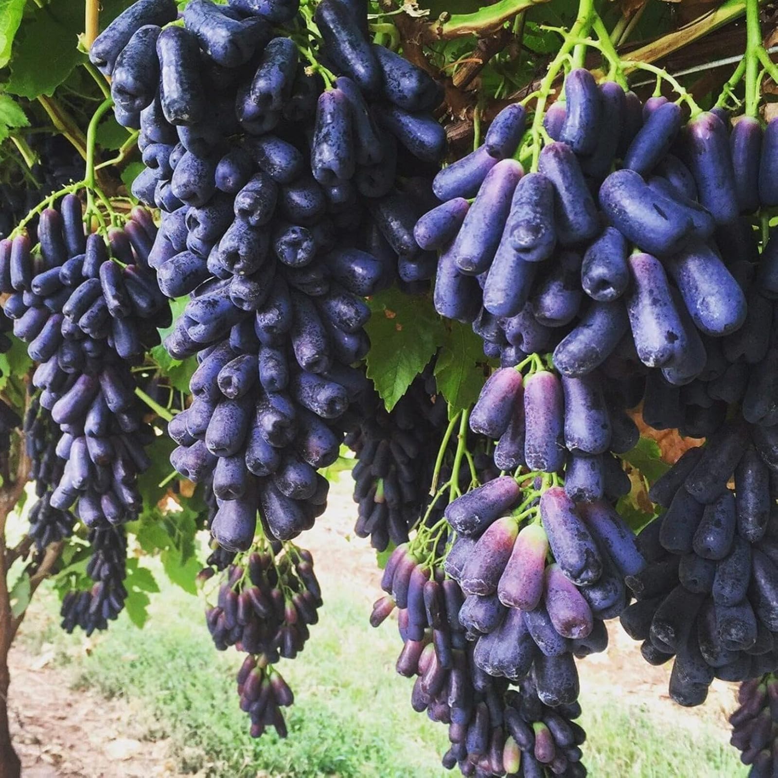 Ggrape Bare Root,Good for Containers Finger Grape Root, Excellent Display, Grape Vine Plant-5 Roots-H