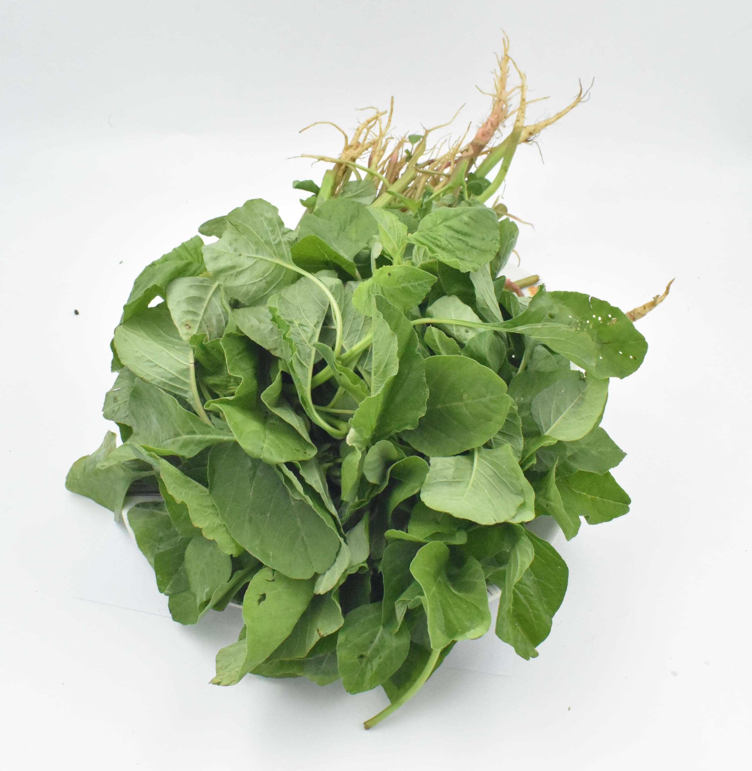 ASPEN® Amaranthus Seeds/Thotagura/Chavleri Sag (5000) : Amazon.in
