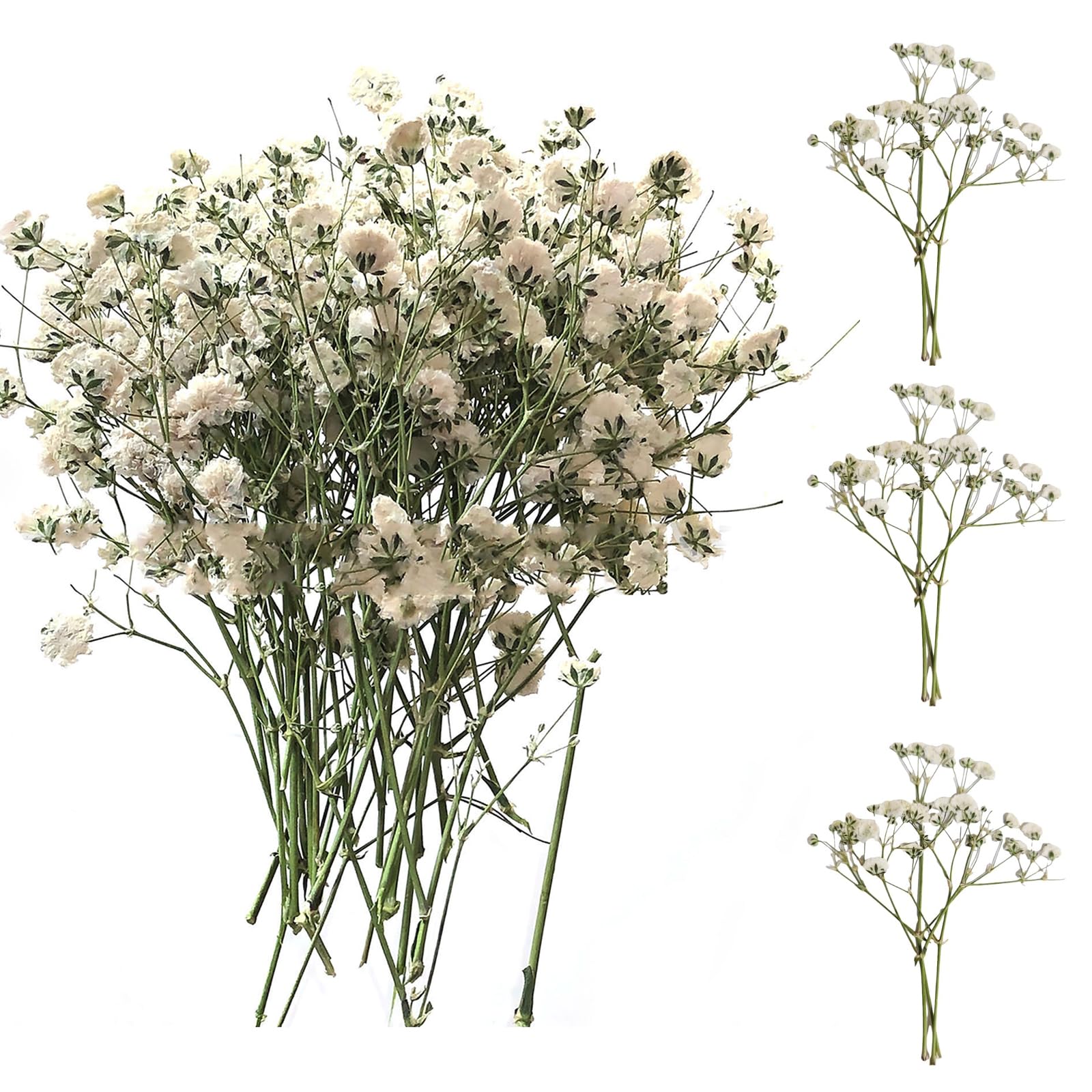 SURALIN Confezione da 50 Gypsophila Bianca Essiccata, Fiori Secchi Decorativi Naturali Fiori Secchi Decorativi Piccoli Creazione di Biglietti di Nozze