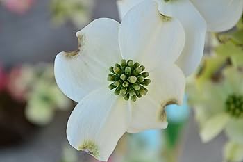 Amazon.co.jp: ハナミズキ 白色の花 クラウドナイン : DIY・工具・ガーデン