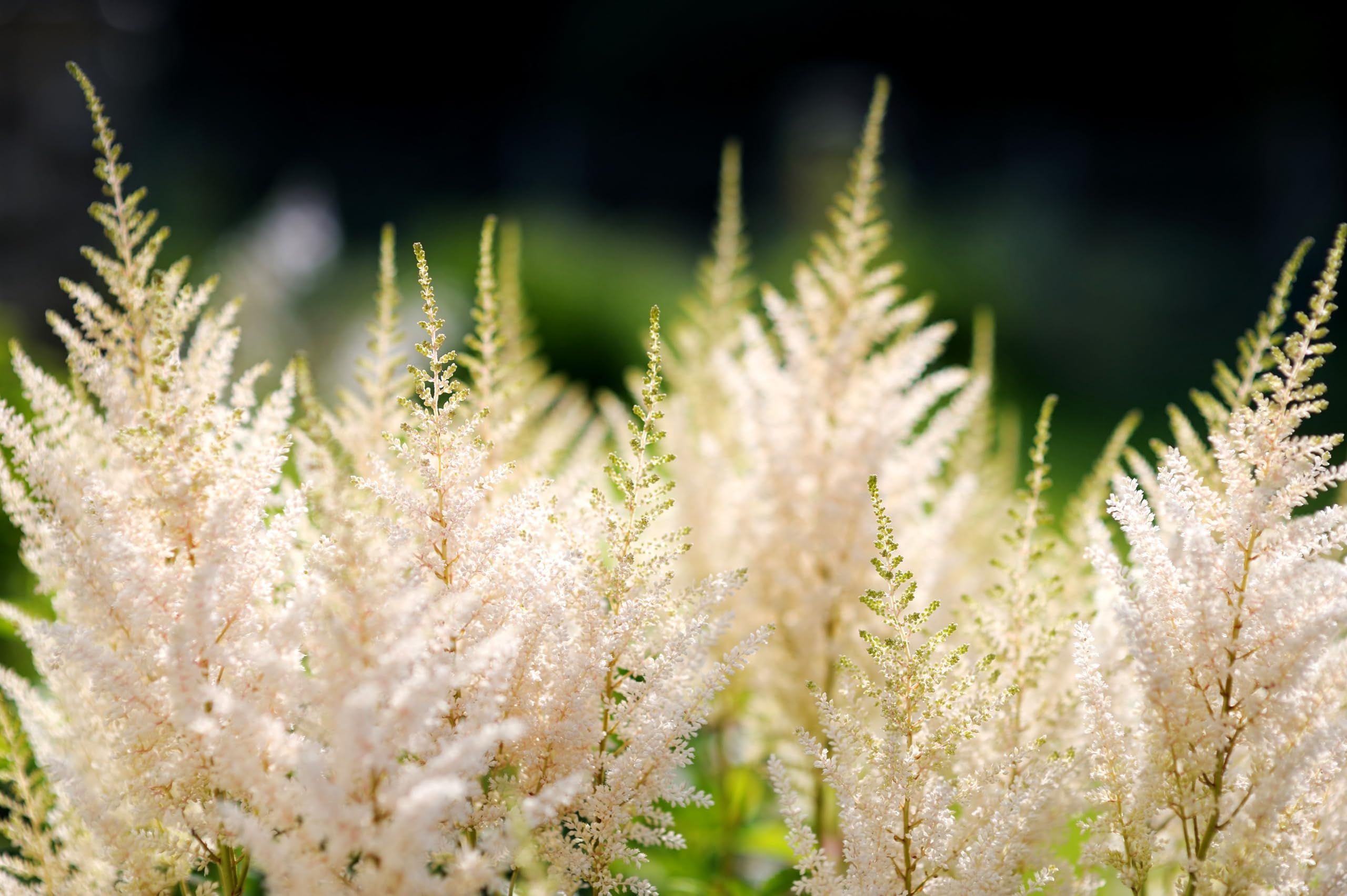 Stauden Gänge 10 x Astilbe arendsii 'Deutschland' Prachtspiere winterhart | Prachtspiere / Astilbe – winterharte Schattenstaude mit Blütenrispen, mehrjährig, bienenfreundlich, 9x9 cm Topf