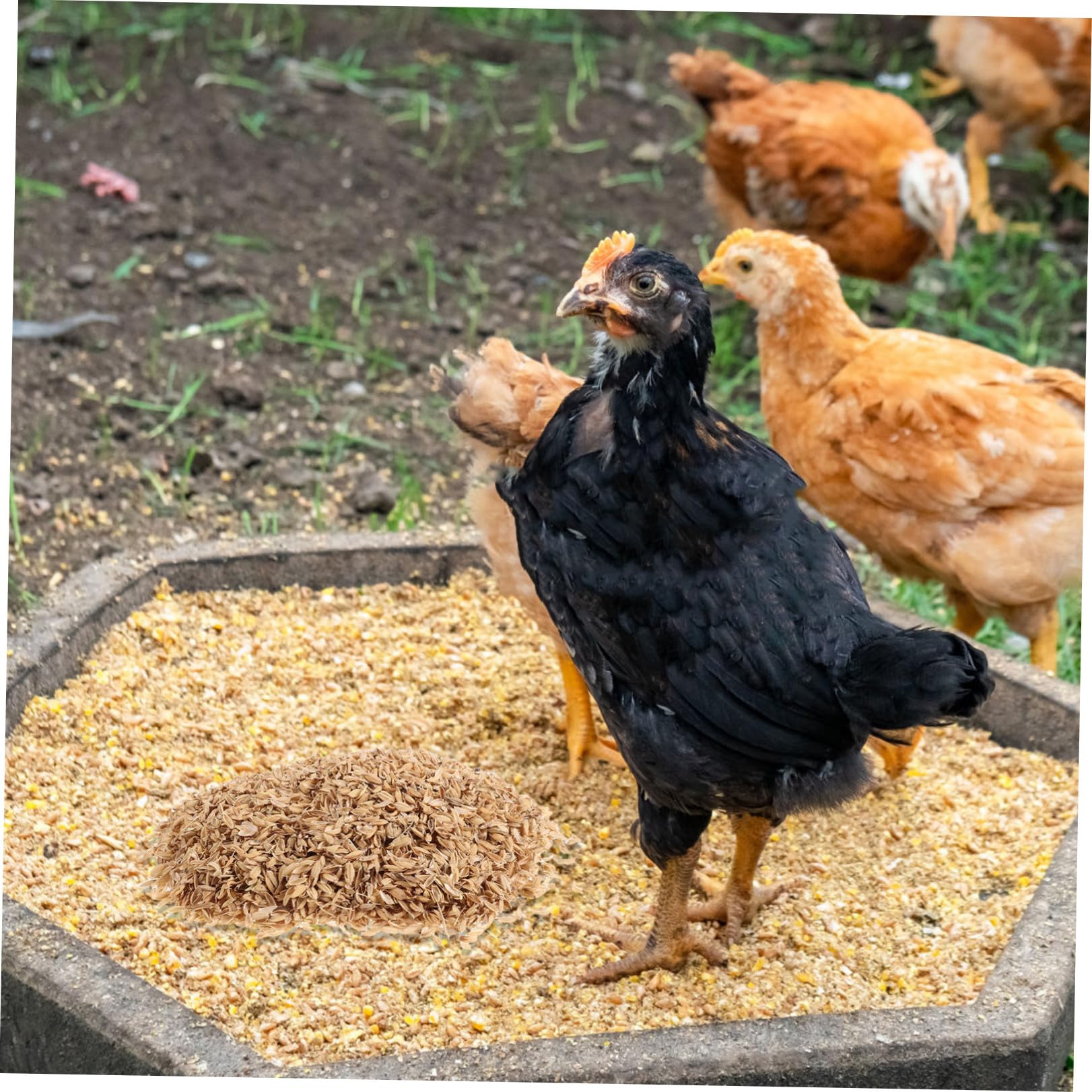 YARNOW Lettiera per Nido Pollo in Lolla di Riso Naturale 1, 5 kg | Materiale Pollaio e Piccoli Uccelli, Uso Agricolo e Miglioramento del Terreno, Formato Pratico