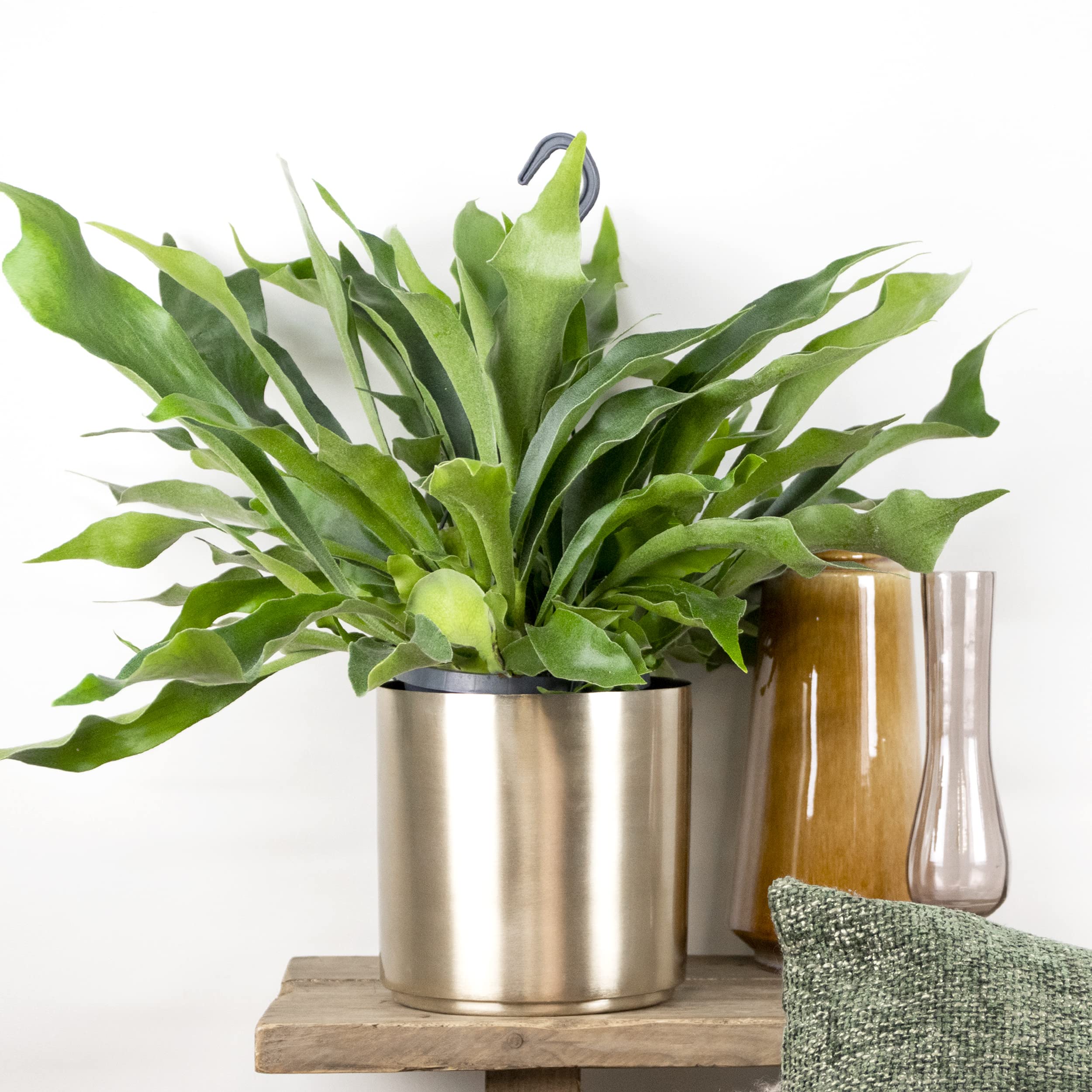 Bloomique - Platycerium bifurcatum - Helecho cuerno de alce - Plantas de interior - Colgantes - Apta para mascotas - Purificadora del aire - Altura 30-40 cm - Maceta colgante 17 cm