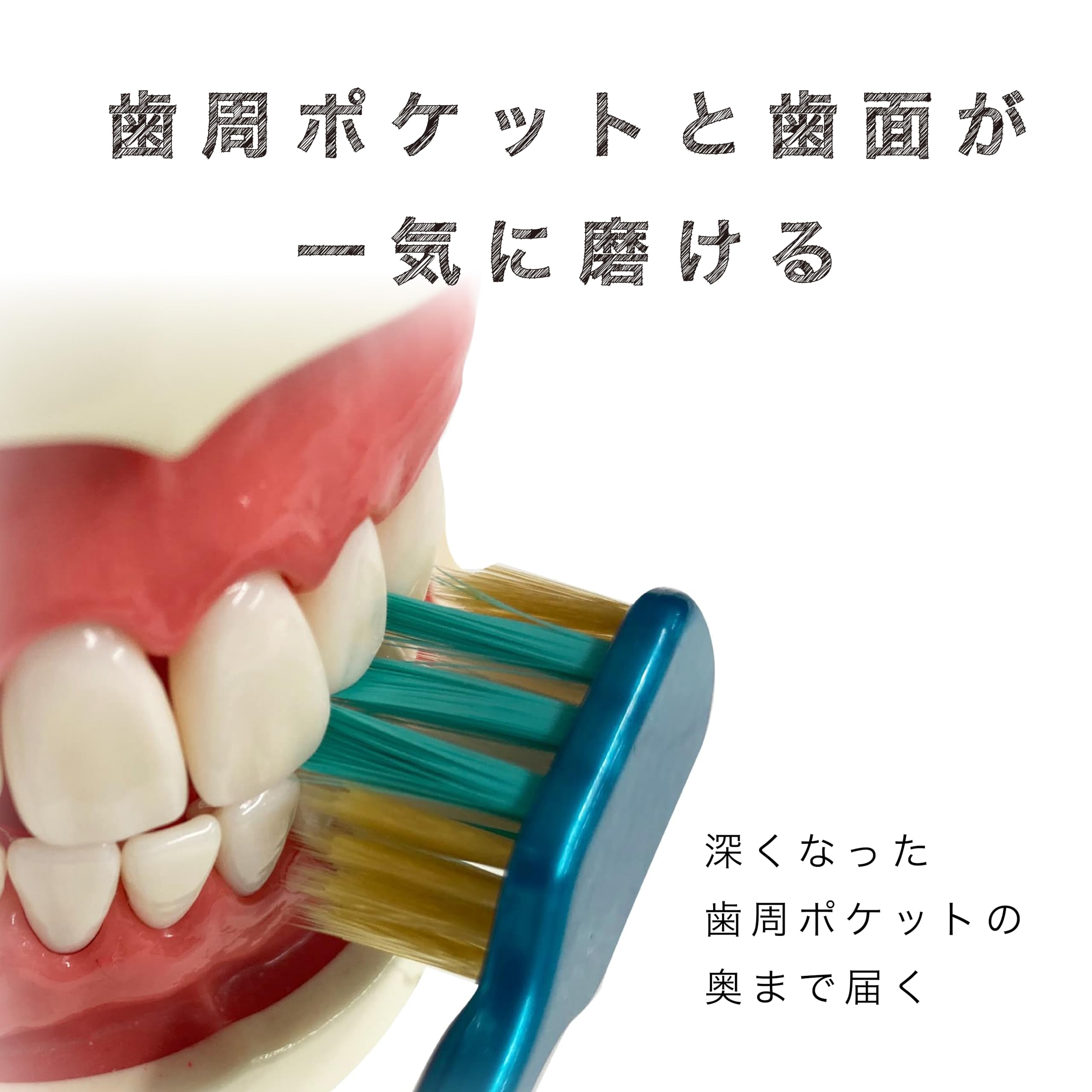 Amazon | エビス ザ・プレミアムケア歯周ポケットプラス やわらかめ 2