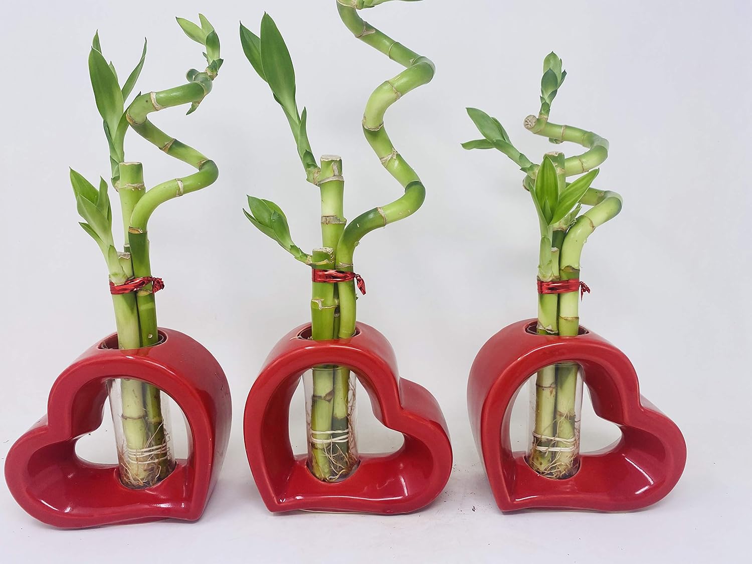 Lucky Bamboo in Red Heart Ceramic Vase -JMBamboo (1)