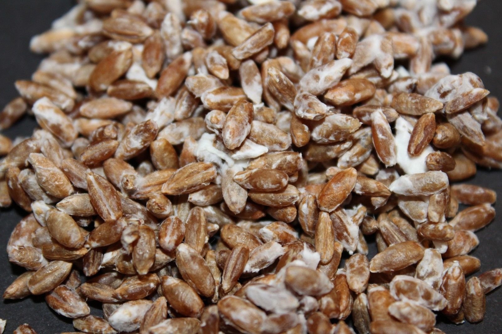 Buy 100g Blue Oyster Mushroom Grain Spawn Spores Live Mycelium Online