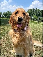 Vista 6 de Lionheart glory Collar de perro con bandera estadounidense, collar de lazo para perro del 4 de julio, resistente y ajustable, patriótico