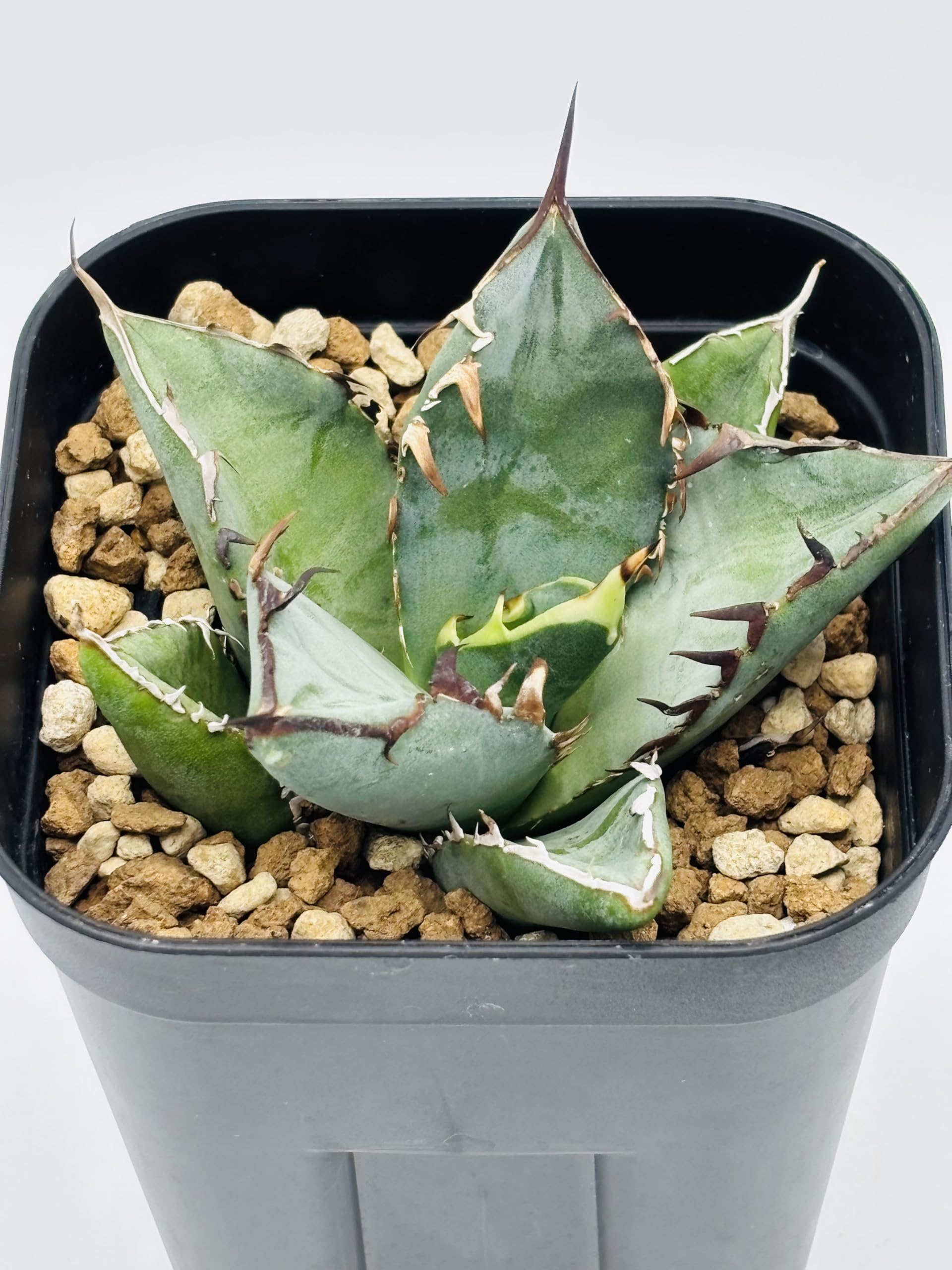 Amazon｜アガベ チタノタ 黒鯨/Agave titanota 'Black Whale'/観葉植物