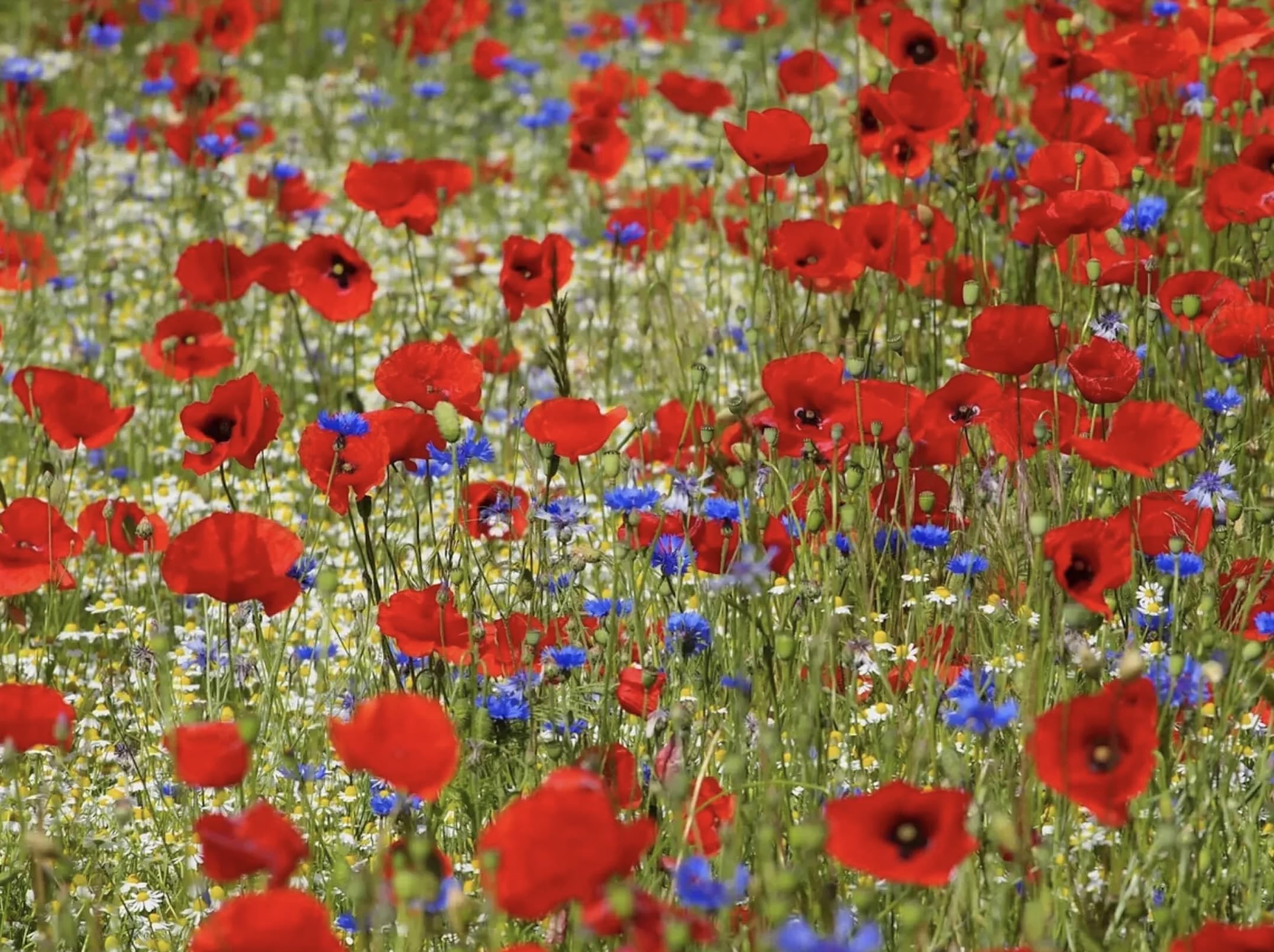 UK Native Wildflower Seeds Mix, Cornflower, Poppy, Ox-Eye Daisy, Meadow Blend Seeds (500g)