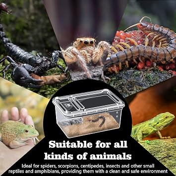 10Pcs Reptile Feeding Box, Transparent Animal Habitat Cage Spider Terrarium, Plastic Breeding Box for Reptile Turtle Spider Frog Scorpion Snake (15 x 10 x 6.5 CM)