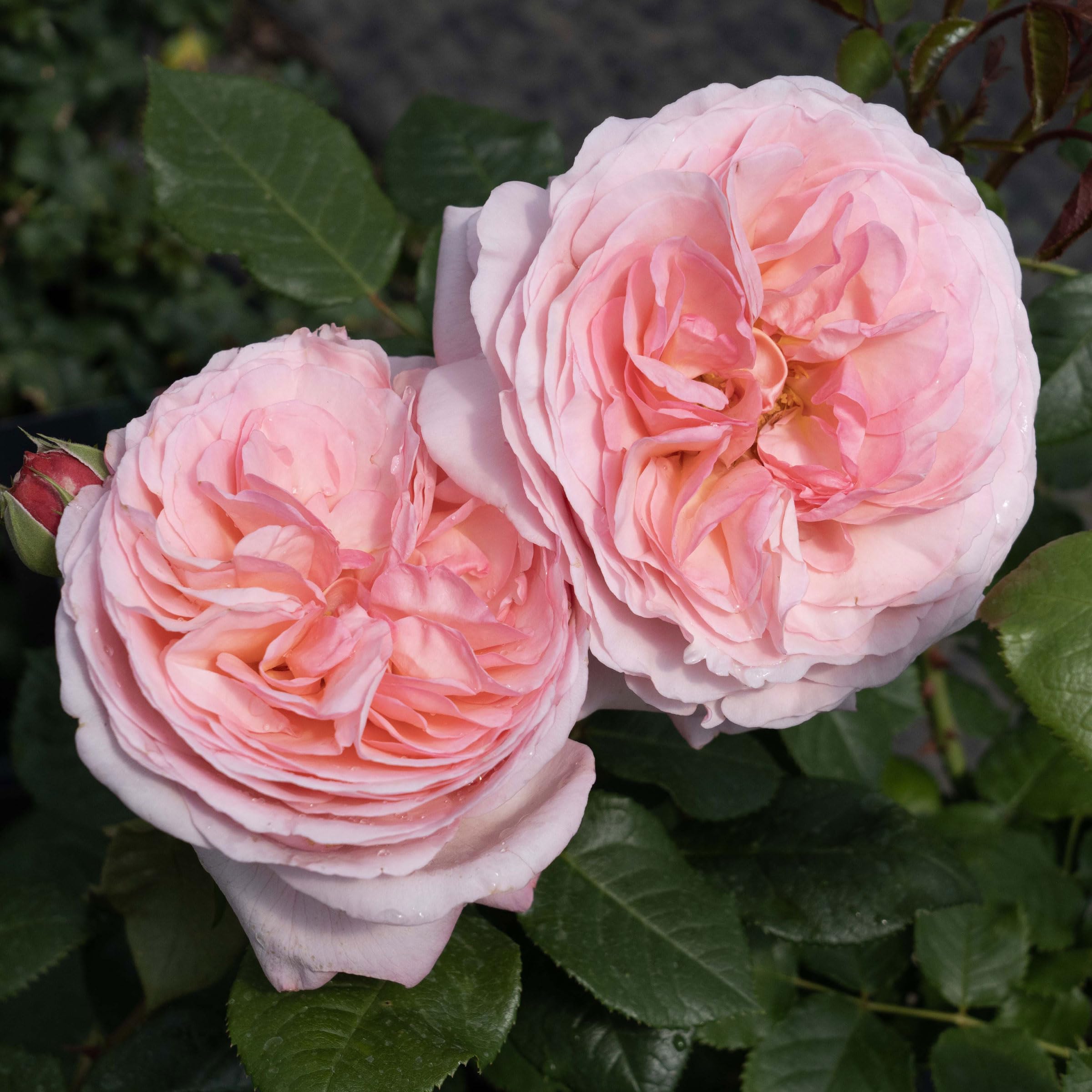 Amazon.com : Martha Stewart Rose 1.5 Gallon Potted Live Plant