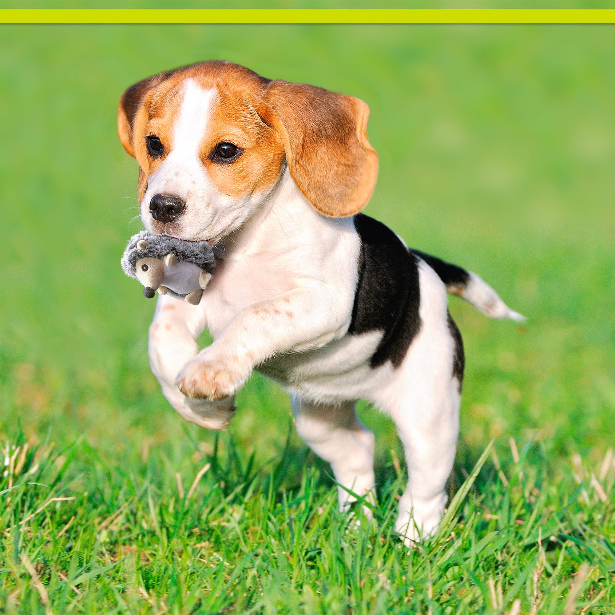 PetSport Tiny Tots - Juguete de Peluche con chirriador para Perros pequeños
