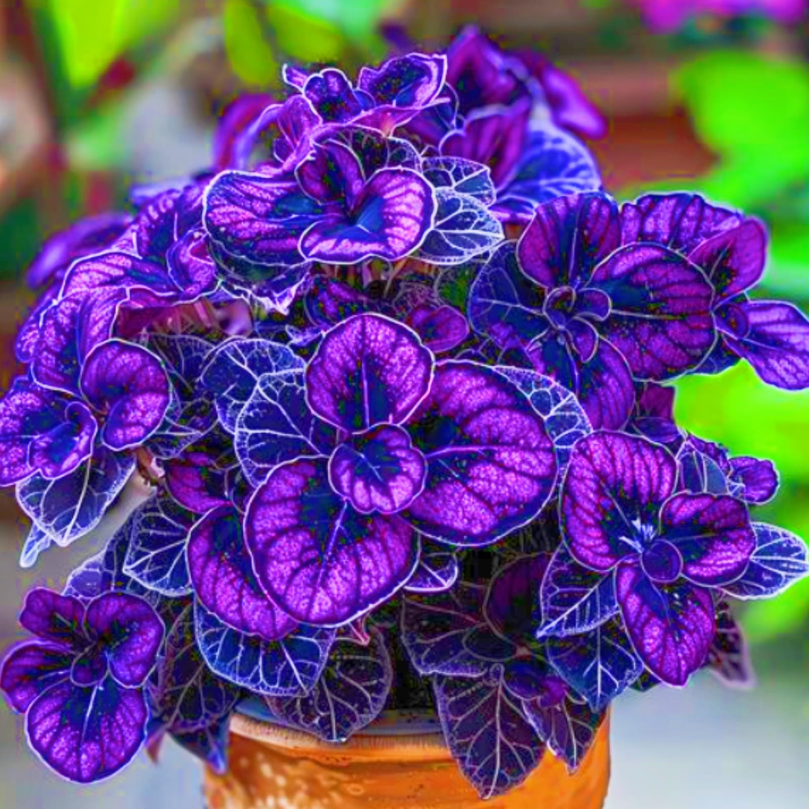 Bloom Year After Year hostas Plants Ornamental Flowers/Hardy Perennial/Wedding Flowers-4bulbs-e