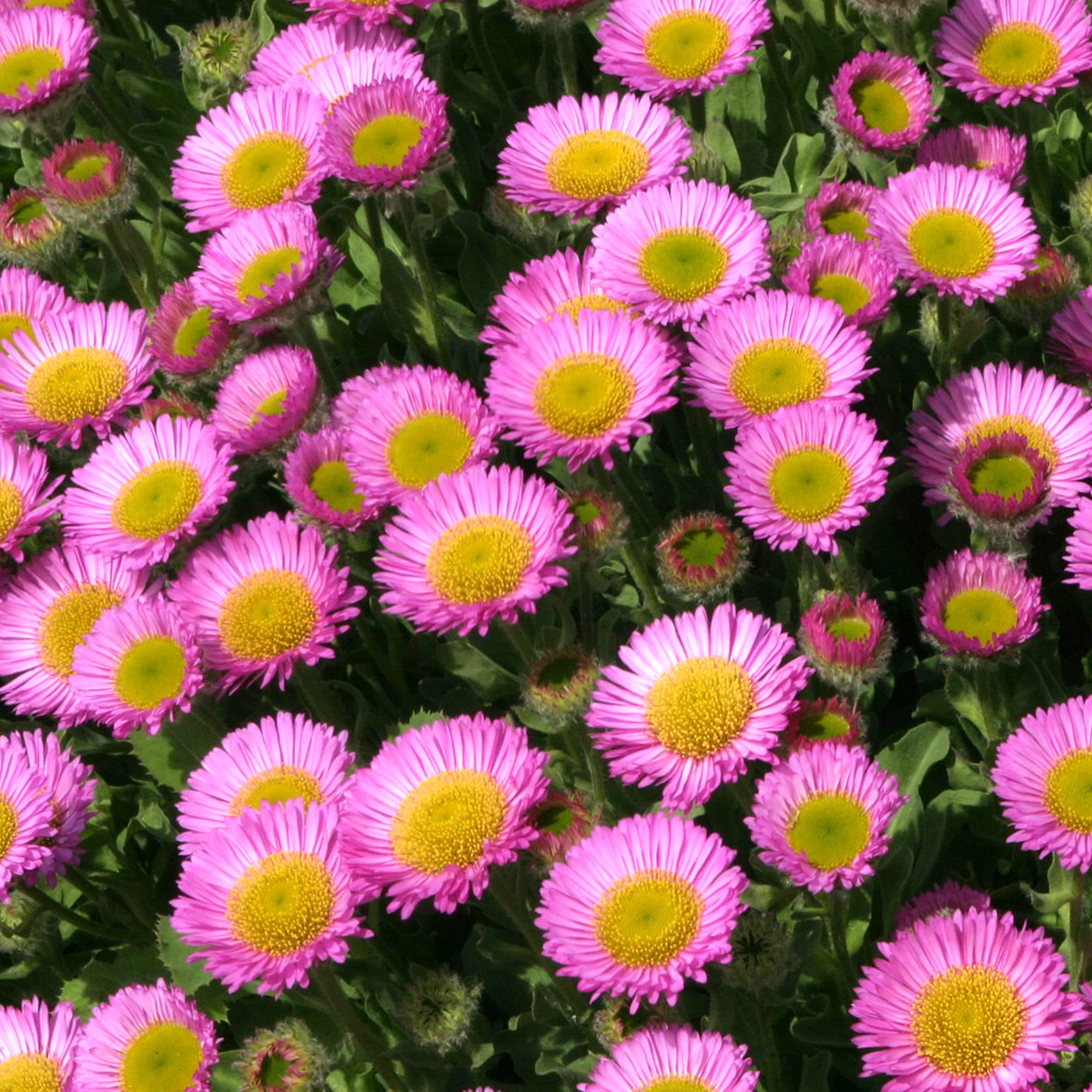 Erigeron Seabreeze Fleabane Glaucous Pink Flowering Perennial Rockery Plant (9cm Pot, 15-30cm)
