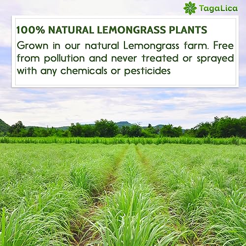 Miniatura 5 de 135 bolsas de té de citronela, hojas de citronela 100% naturales y puras, bolsas de té ecológicas, té de hierbas de limoncillo. Té de hojas de