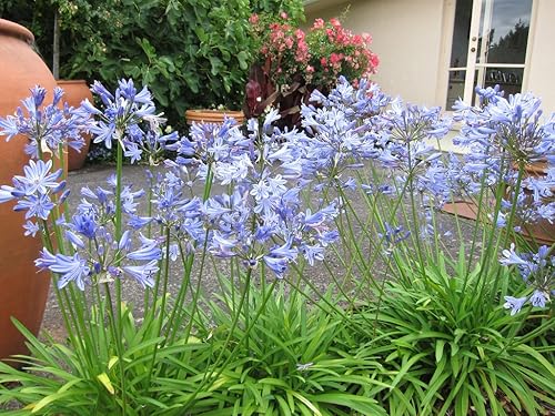 Miniatura 4 de Agapanthus Lily Of The Nile QTY 60Plantas de Live Groundcover