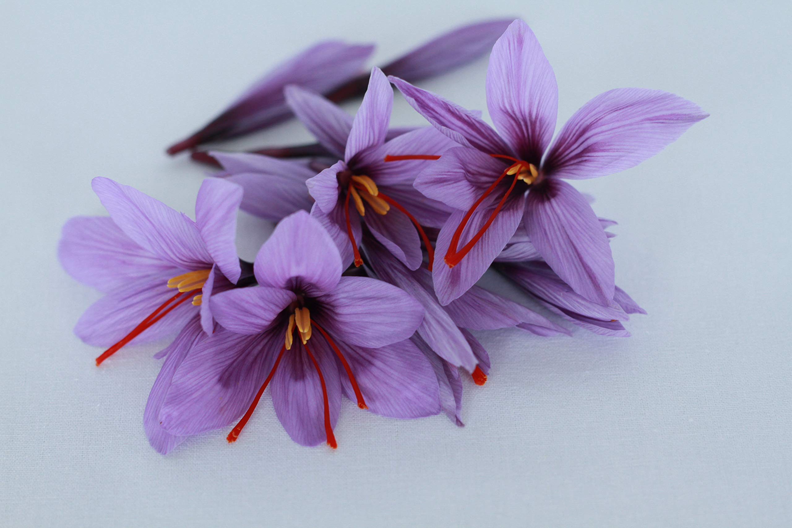 50 BULBES DE SAFRAN FRANCAIS BIO (Crocus Sativus) calibres 8-9-10