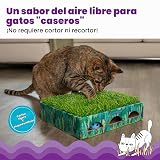 Ver la foto 2