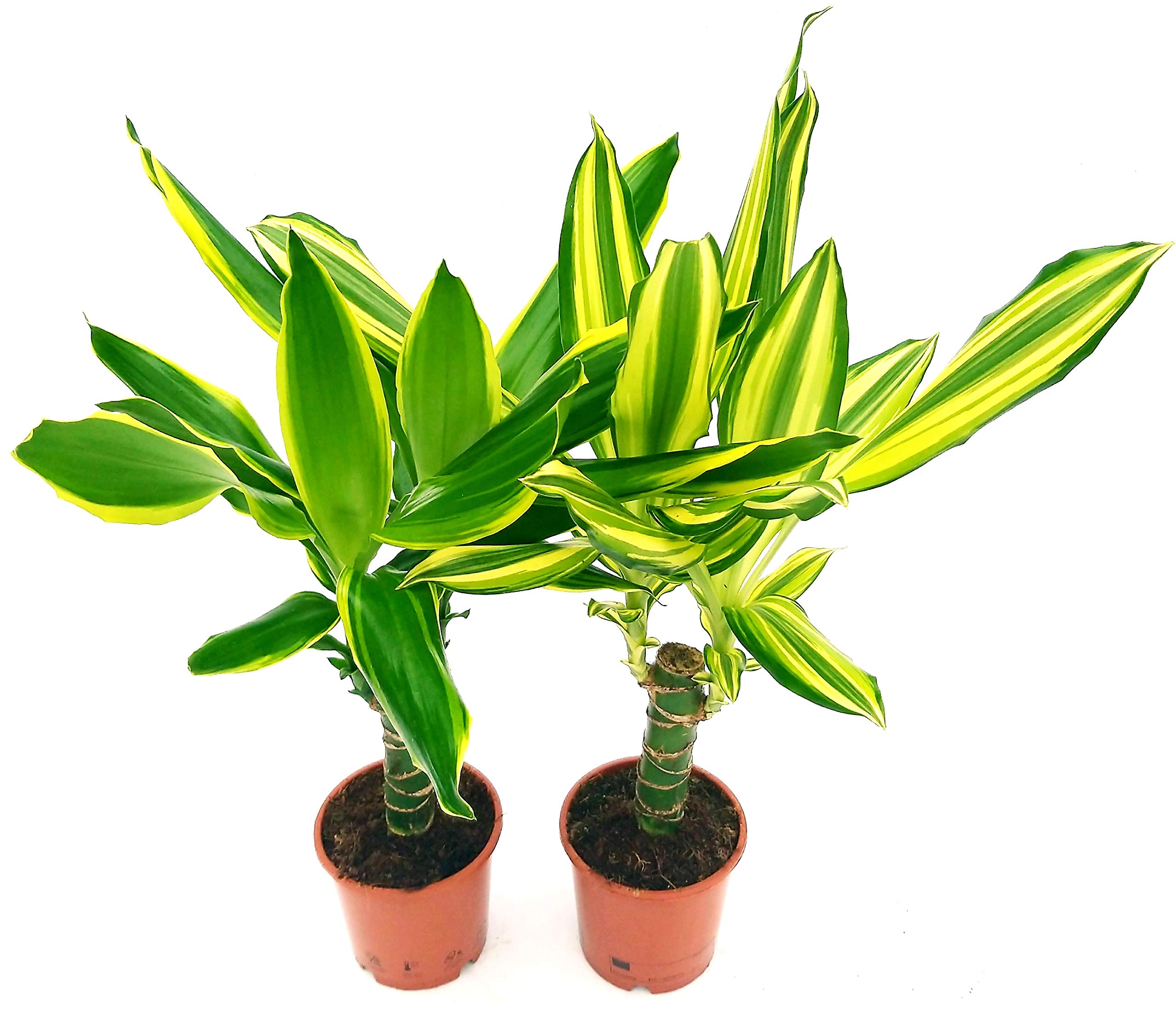 glcksfeder wird braun Glcksfeder (Zamioculcas zamiifolia) kaufen