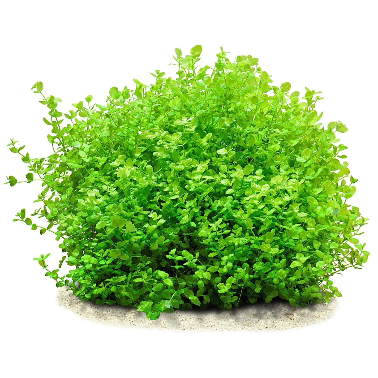 Micranthemum micranthemoides Beautiful Carpet Plant Healthy Aquarium Plant Aquatic (1)