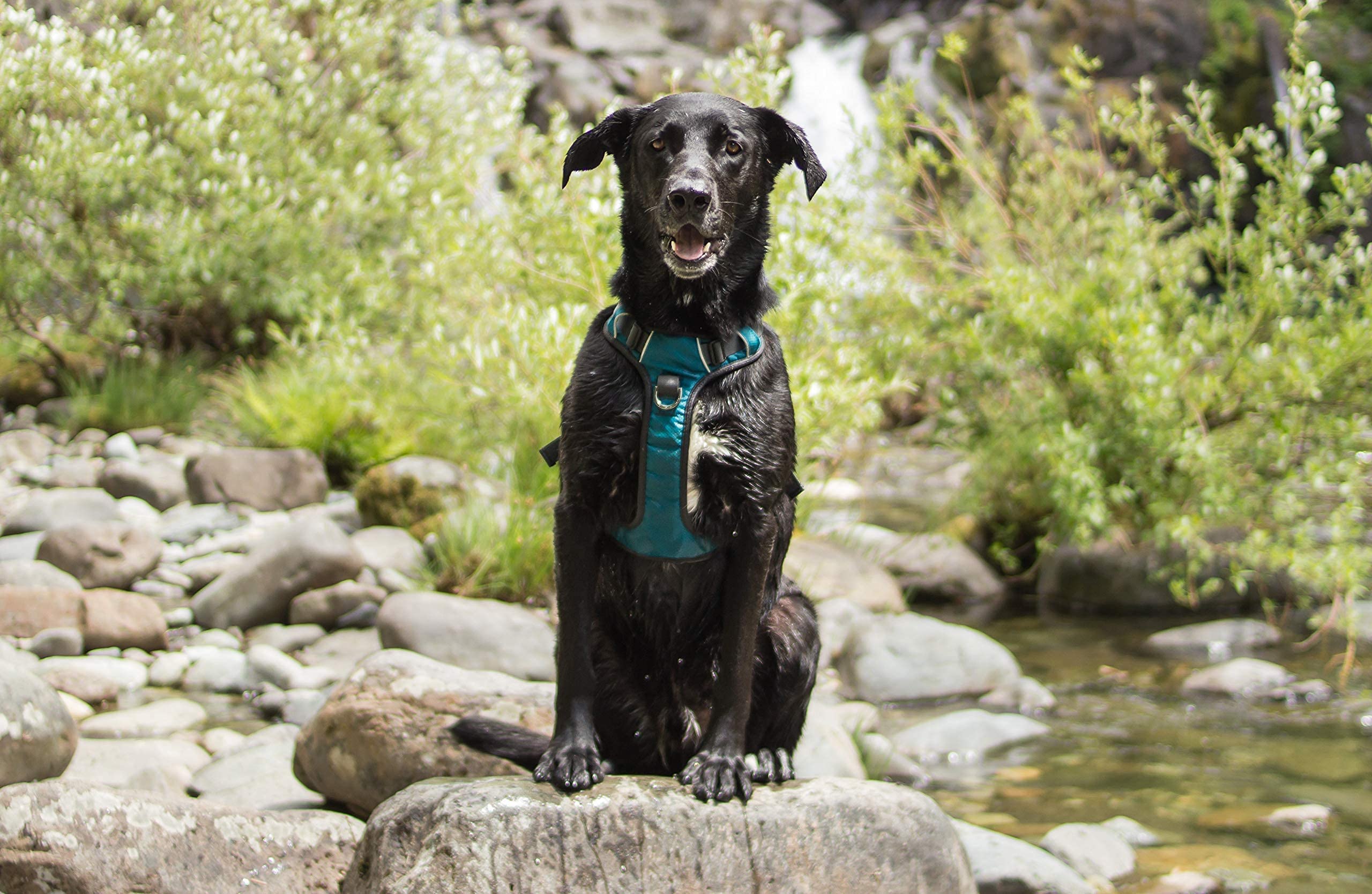 Embark Pets Adventure Dog Harness, Easy On and Off with Front and Back