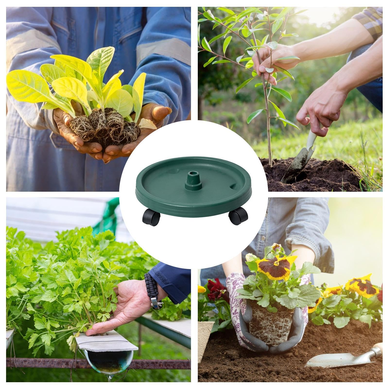 Het Kweken Van Aardbeien in Tropische Klimaten Stock Foto - Image of