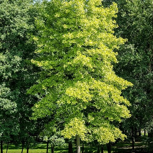Miniatura 3 de TriStar Plants Árbol de Ginkgo Biloba - Contenedor de 1 galón - El árbol vivo se envía rápido, de rápido crecimiento, raíces establecidas