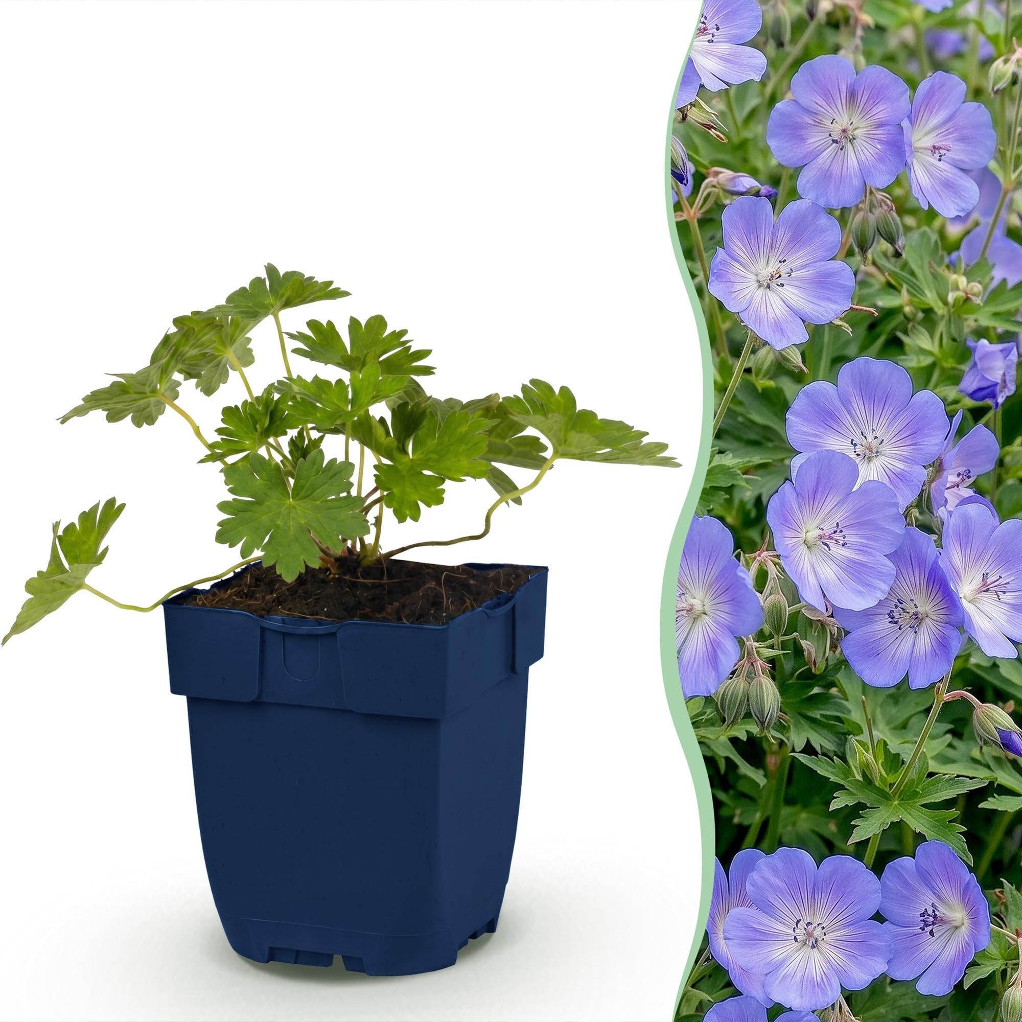 Geranio 'Rozanne' Planta Perenne Tapizante, Azul, 1 Planta, Maceta 11cm
