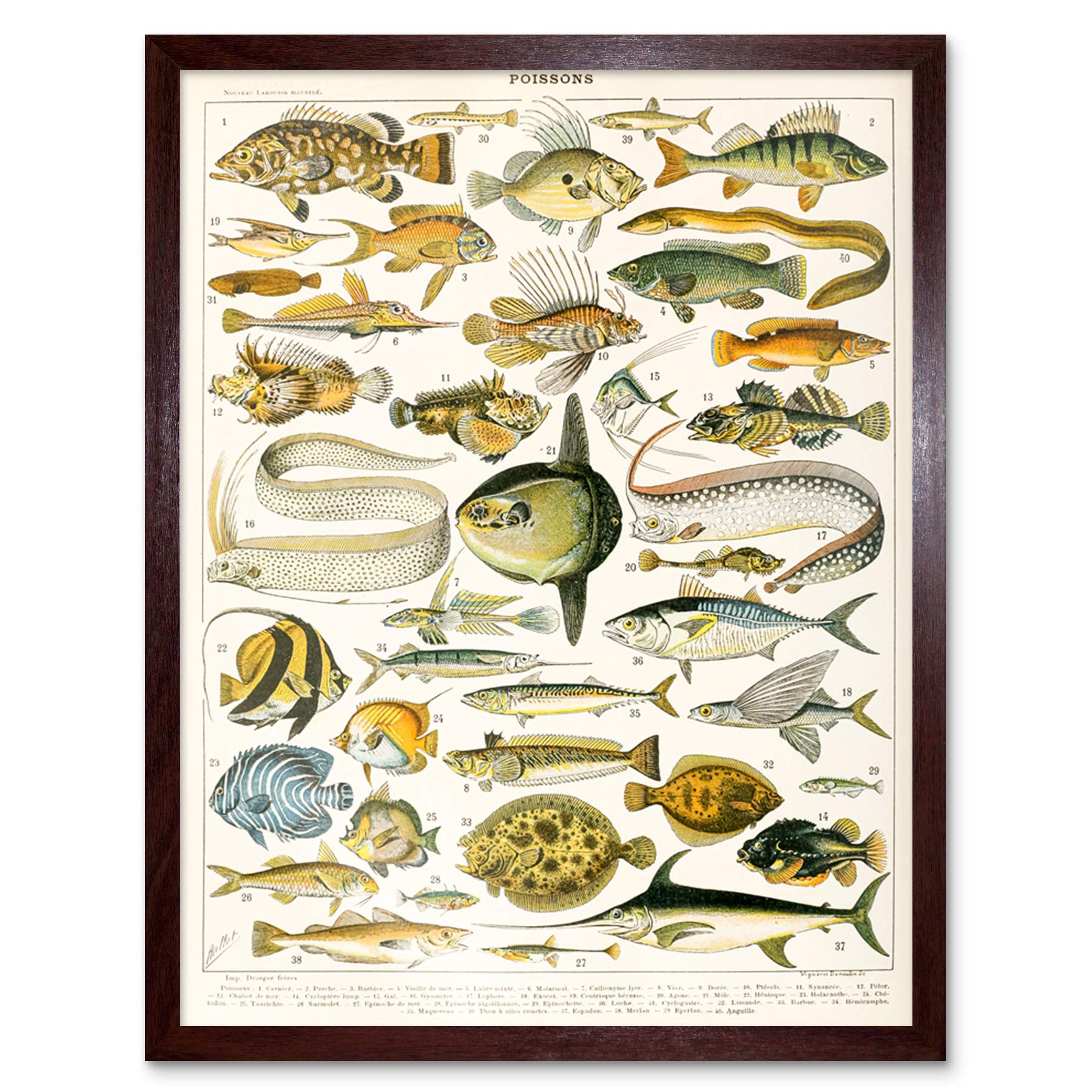 Artery8 Millot Encyclopedia Page Variety Sea Fish Art Print Framed Poster Wall Decor 12x16 inch