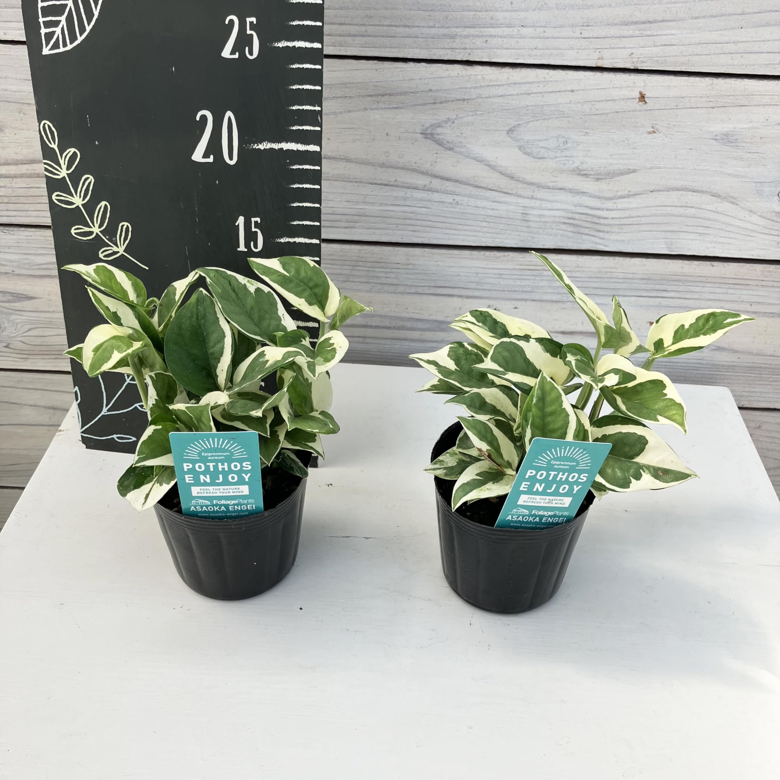 Amazon.co.jp: 観葉植物 ポトス エンジョイ 苗 3寸 育成ポット 2