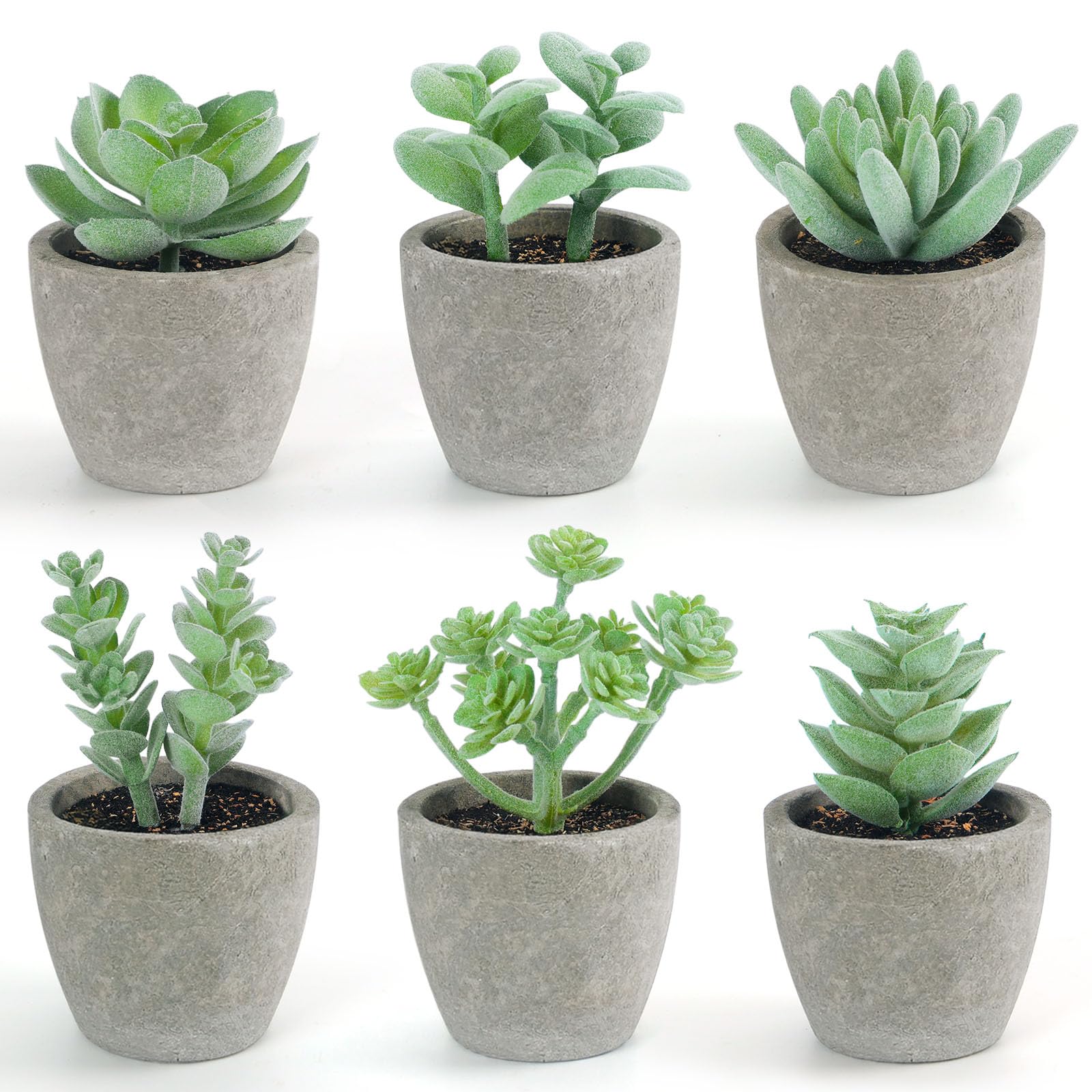 DomeStar 6-Pack Potted