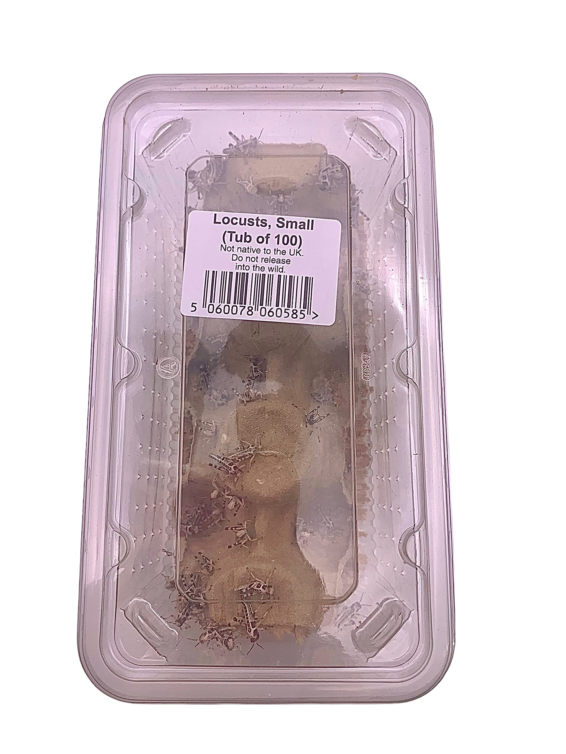 Livefoods4u Small Locust Live Food (10-12mm) Tub of 100- Perfect for Reptiles and Lizards - Sustainably bred