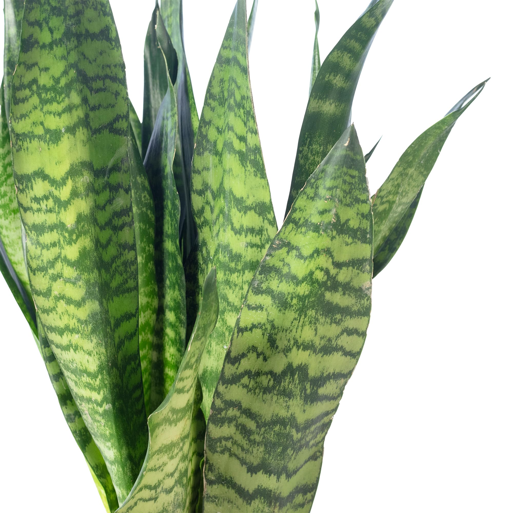 Sansevieria zeylanica Chancelière Hauteur env. 65 cm Diamètre du pot 17 cm