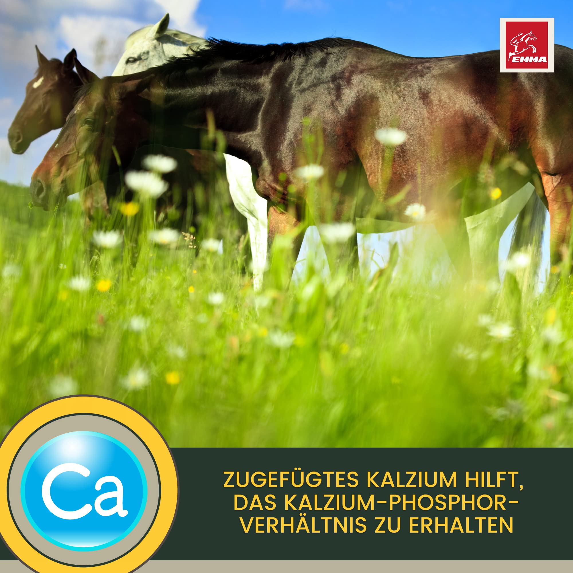 Mangime per cavalli + Amino Booster 6Kg 30ml Polvere per l'accrescimento muscolare + estrazione di soia Grist Horse I Vitamina E Selenio Horse, Biotina Zinco I Muscle Plus proteine per la muscolatura