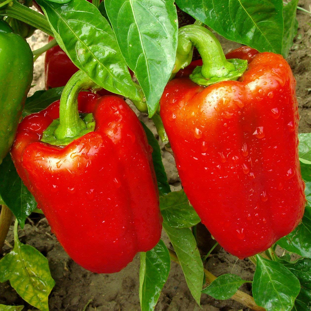 Biocarve Capsicum Red Seeds - Pack of 30 seeds (B09NPQFXQ4) Amazon Price History, Amazon Price Tracker