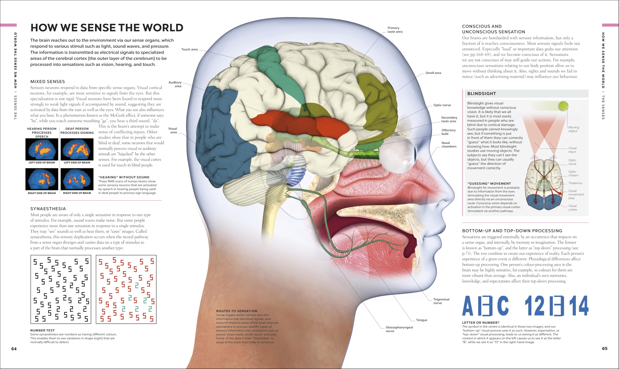 The Brain Book: A Visual Guide to Structure and Function (DK Human Body Guides)
