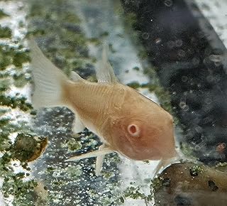 WorldwideTropicals Live Freshwater Aquarium Fish - (3) 1-1.5 Albino Cory Catfish - Pack of Three 1-1.5 Albino Aeneus Corydora - by Live Tropical Fish - Populate Your Fish Tank!