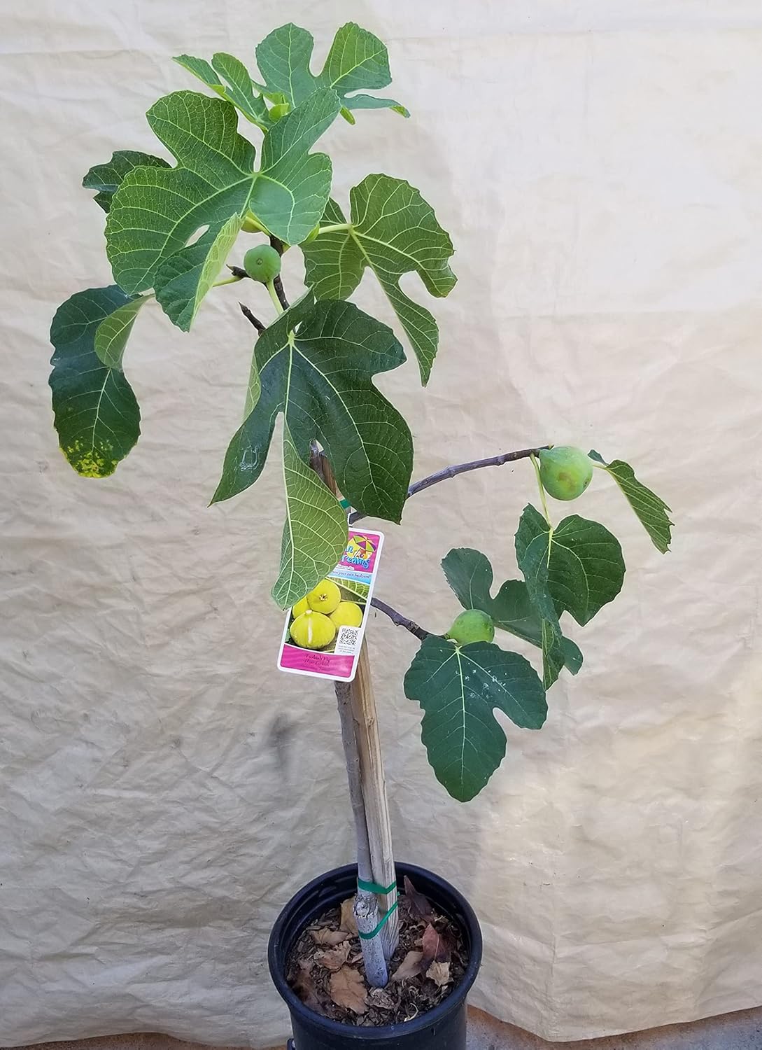 Turkish Yellow Gold Fig Fruit Tree Ready to Plant 3FT- 5FT - Already Fruiting from a 5 Gallon Pot - Tropical Fruit Tree