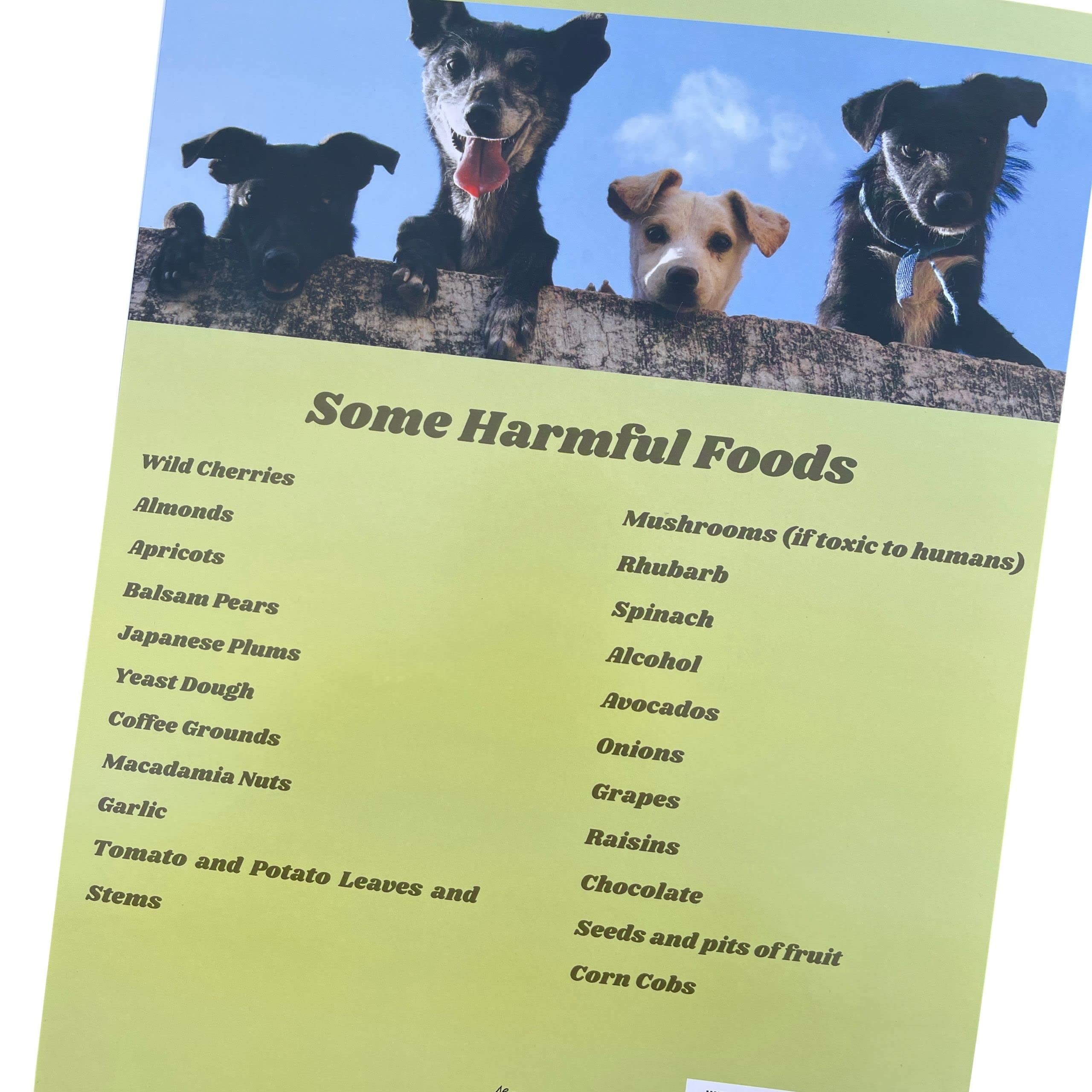 dog chews on legs and feet