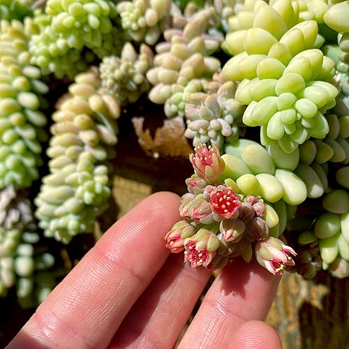 Miniatura 4 de Sedum - Cesta colgante de burrito para suculentas, plantas colgantes, plantas suculentas vivas, plantas de interior vivas, cesta para macetas