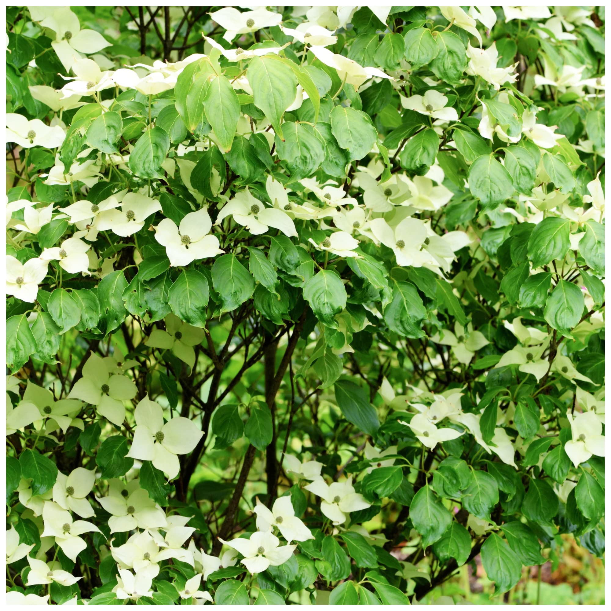 Cornus kousa VAR. chinensis Chinese Dogwood 3-4ft in 2L Pot, Sweet and Juicy 3fatpigs®