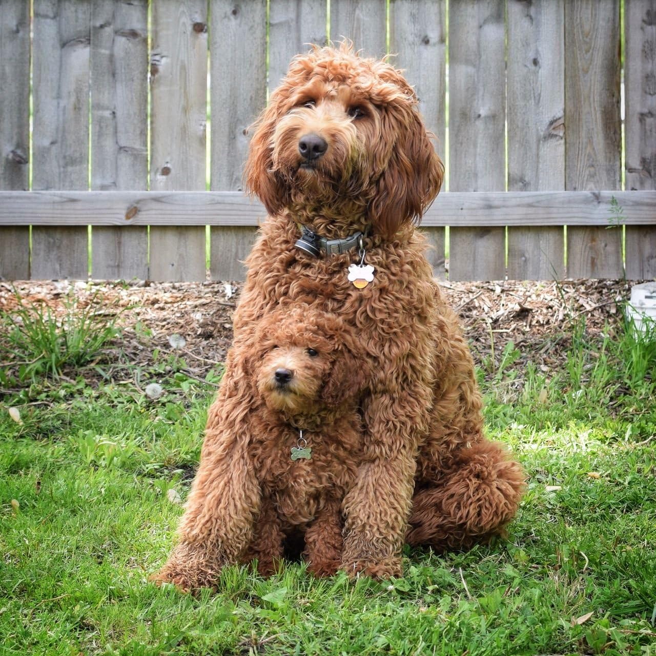 Nprzm H229 Diamond Painting,Dog Cockapoo,5D Diamond Art Kits For Adults,Mosaic Crystal Craft Kits For Home Wall Decor 30X40cm